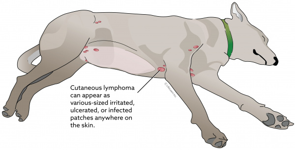 Lymphoma Of The Skin Vca Animal Hospital
