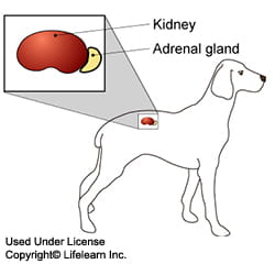 Addison's Disease in Dogs - Overview | VCA Animal Hospital