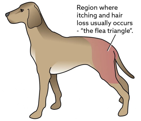 dog with flea allergy home remedies