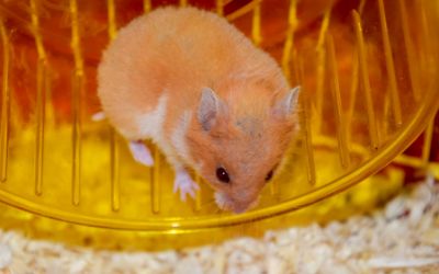 vets near me for hamsters