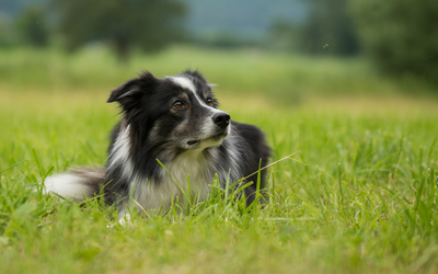Anaphylaxis in Dogs