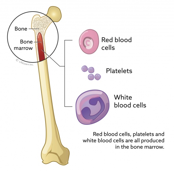 anemia for dogs treatments