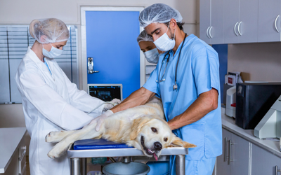 Anthrax in Dogs