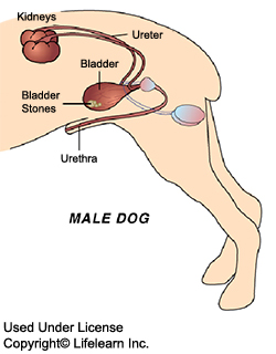 radiolucent bladder stones in dogs