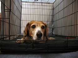 Boarding Your Dog | VCA Animal Hospital
