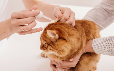 Applying Ear Drops to Cats | VCA Animal Hospital