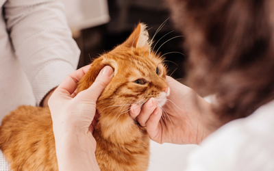 Applying Ear Drops to Cats | VCA Animal Hospital