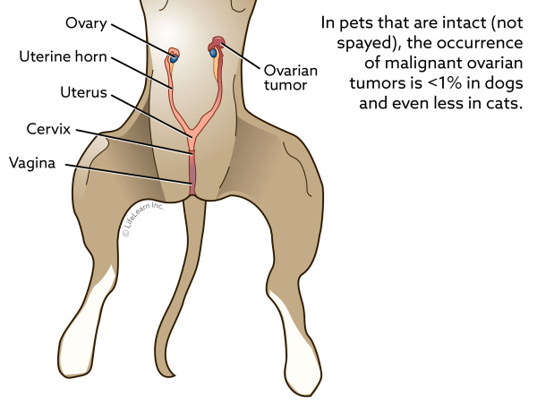 Ovarian Tumors Vca Animal Hospital,When Is Strawberry Season