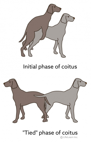 how do you know if your dog mated