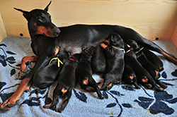taking care of newborn puppies