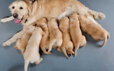Breeding For Dog Owners Caring For Newborn Puppies Vca Animal Hospital