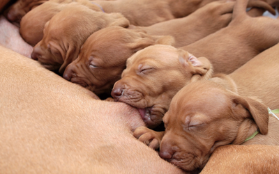 when can puppies eat on their own