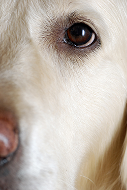 cataracts in dogs