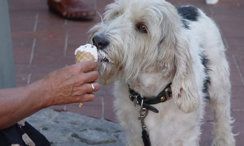 is white chocolate safe for dogs to eat