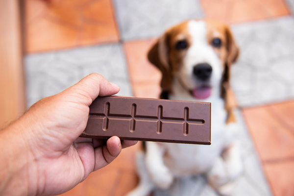 Chocolate Poisoning in Dogs