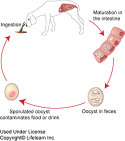 protozoan parasite puppy treatment