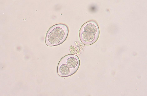 protozoan parasite puppy treatment