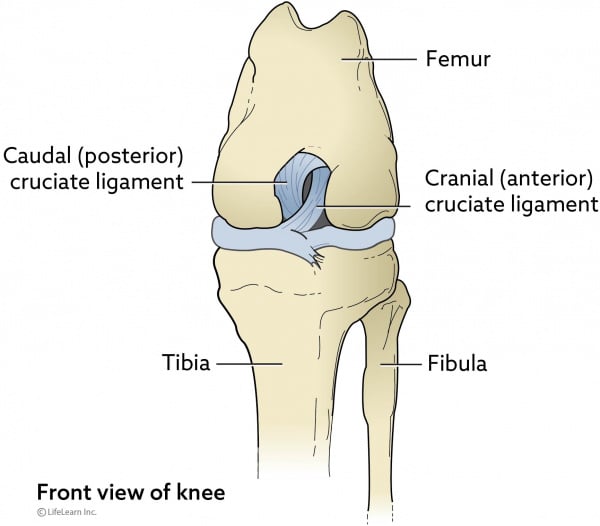 Cruciate Ligament Rupture In Dogs Vca Animal Hospital