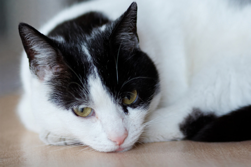 Cat Asthma Feline Bronchitis Bluepearl Pet Hospital
