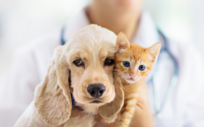 Supplements for Puppies and Kittens