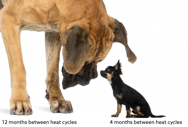 at how many months do female dogs get their period