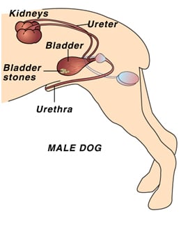 radiolucent bladder stones in dogs