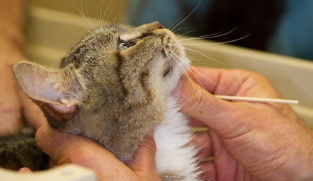 brushing my cat's teeth