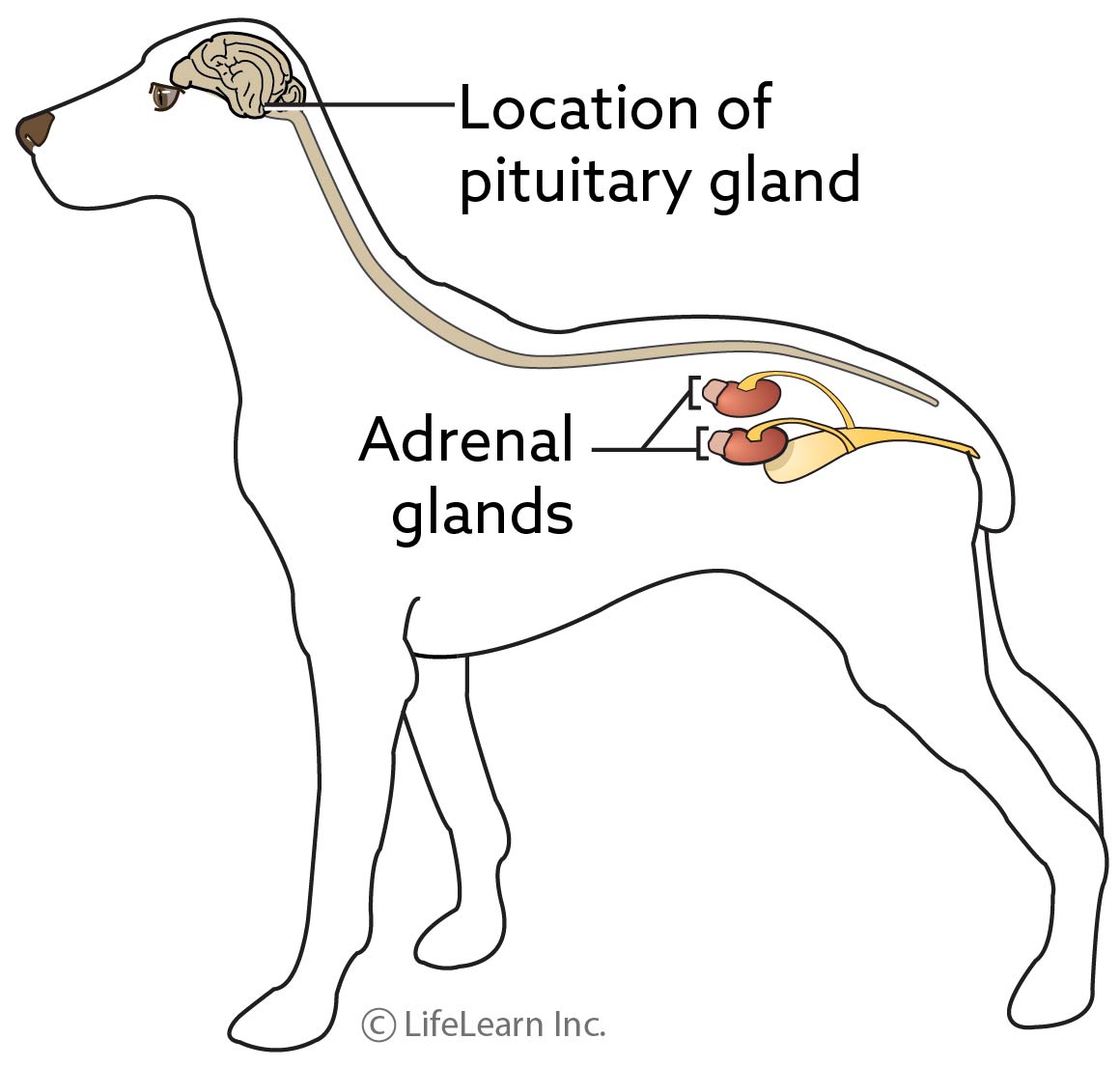 Calcinosis Circumscripta And Cutis Vca Animal Hospital