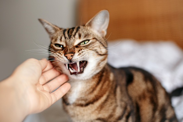 Cat Bite Injuries to Humans