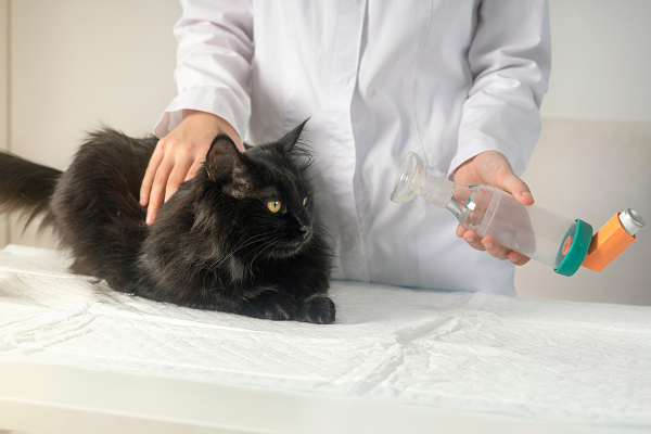 Treatment Instructions for Asthma and Bronchitis in Cats