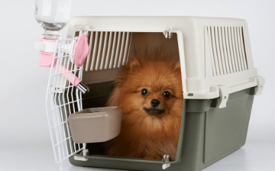 what can i give my dog for car sickness