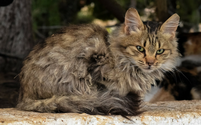How to Recognize Pain in Aging Cats | VCA Animal Hospital
