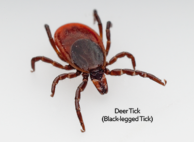 dog ticks treatment in hindi