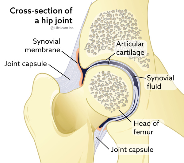 hip joint anatomy 2018 01scaler
