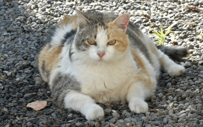 chondroitin for cats