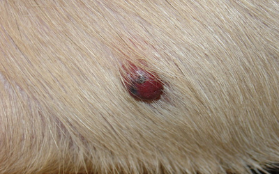 dog tumor burst open