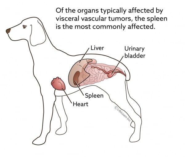 different types of tumors in dogs