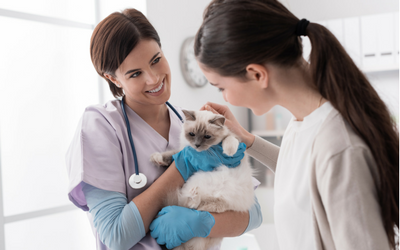 Steroid Treatment - Effects in Cats