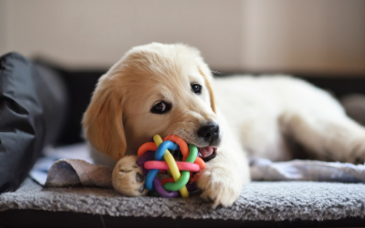 stop puppy chewing