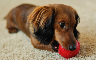 human hand dog chew toy