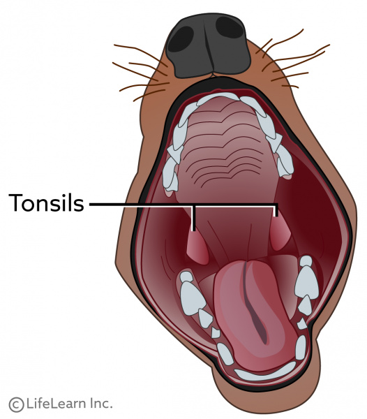 dog sore throat treatment