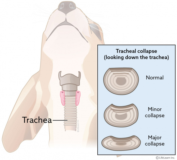 Tracheal Collapse in Dogs | VCA Animal 