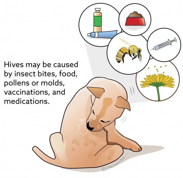 Hives Urticaria In Dogs Vca Animal Hospital