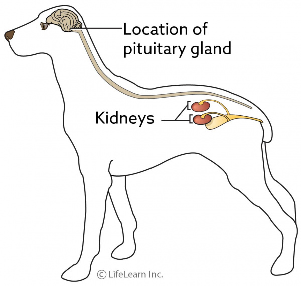 Diabetes Insipidus in Dogs | VCA Animal 