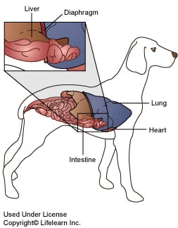 Diaphragmatic Hernias in Dogs | VCA Animal Hospital