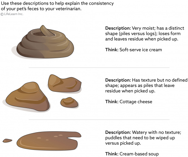 Diarrhea Questionnaire And Checklist For Dogs VCA Animal Hospital   Diarrhea Levels Part Of Fecal Decription Chart 2018 01scaler 