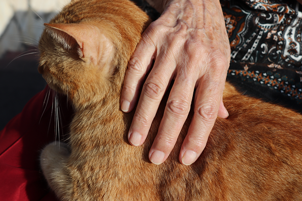 Euthanasia Decisions and Your Cat 