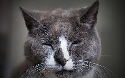 Euthanasia Decisions And Your Cat Vca Animal Hospital