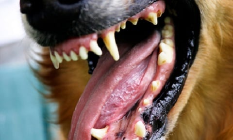 Endoscopy - Gastrointestinal in Dogs