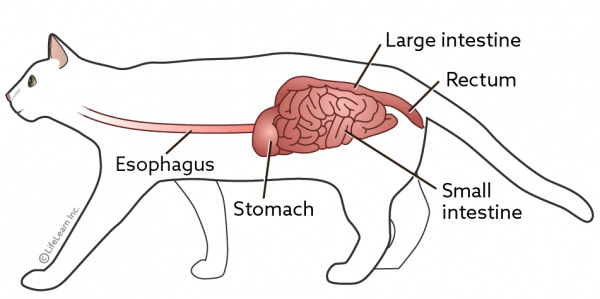 what can i give my constipated cat